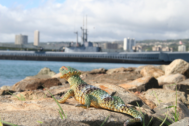 a lizard on a rock next to a body of water
